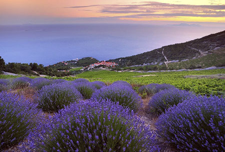 Croatia Lavender Fields
